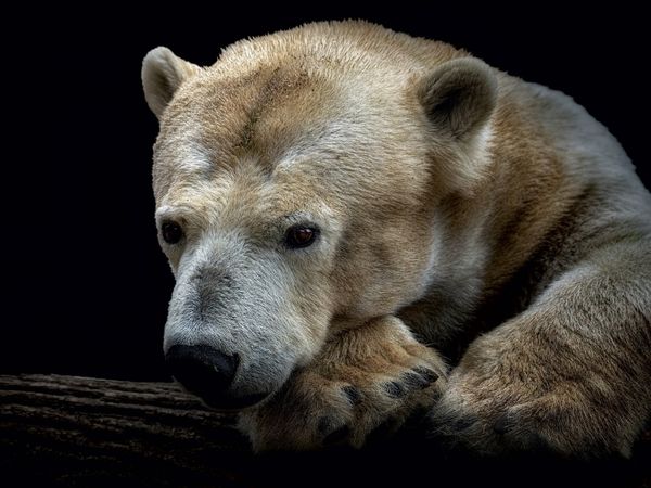 Produktbild: CALVENDO Puzzle Eisb&auml;r 1000 Teile Puzzle quer | 1000 Teile Lege-Gr&ouml;&szlig;e 64 &times; 48 cm Foto-Puzzle f&uuml;r gl&uuml;ckliche Stunden