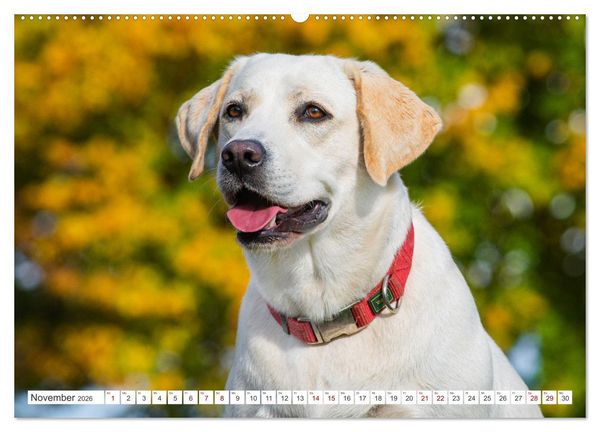 Produktbild: Unsere Freunde auf vier Pfoten - Hunde (hochwertiger Premium Wandkalender 2026 DIN A2 quer), Kunstdruck in Hochglanz