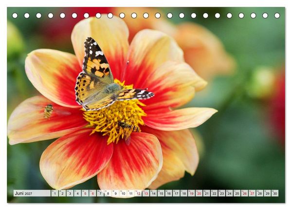 Produktbild: Herzensblumen (Tischkalender 2027 DIN A5 quer), CALVENDO Monatskalender