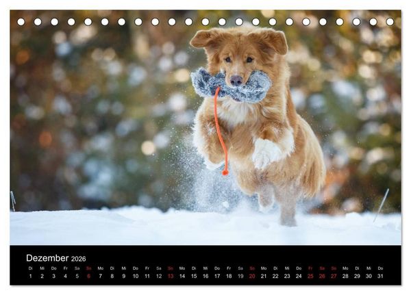 Produktbild: Toller - Nova Scotia Duck Tolling Retriever (Tischkalender 2026 DIN A5 quer), CALVENDO Monatskalender
