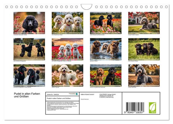 Produktbild: Pudel in allen Farben und Gr&ouml;&szlig;en (Wandkalender 2026 DIN A4 quer), CALVENDO Monatskalender