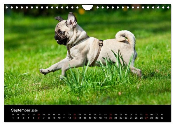 Produktbild: Mops 2026 (Wandkalender 2026 DIN A4 quer), CALVENDO Monatskalender