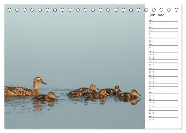 Produktbild: Emotionale Momente: Die Stockente. (Tischkalender 2026 DIN A5 quer), CALVENDO Monatskalender