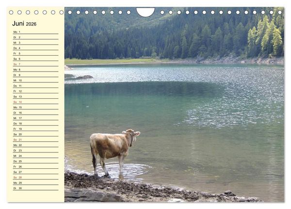Produktbild: Gl&uuml;ckliche K&uuml;he auf saftigen Wiesen (Wandkalender 2026 DIN A4 quer), CALVENDO Monatskalender