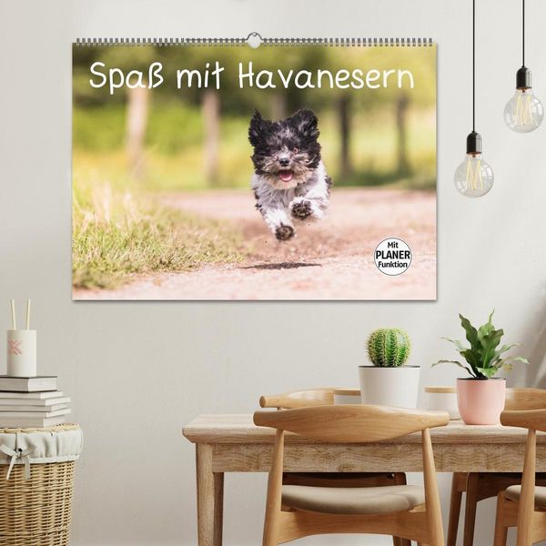 Produktbild: Spa&szlig; mit Havanesern (Wandkalender 2026 DIN A2 quer), CALVENDO Monatskalender