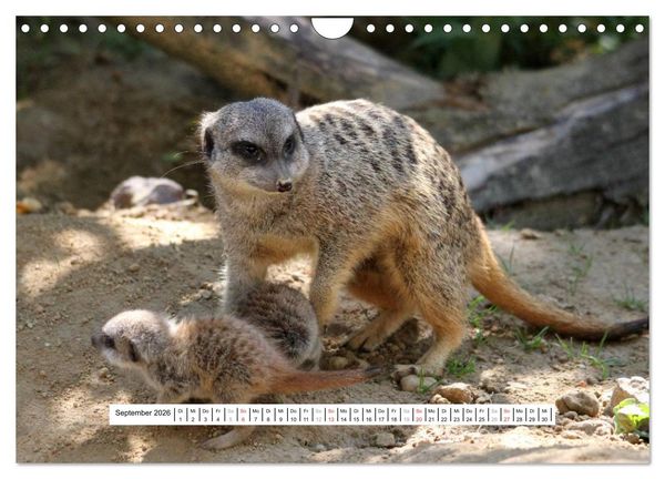 Produktbild: Erdm&auml;nnchen - Die Kobolde im Tierreich (Wandkalender 2026 DIN A4 quer), CALVENDO Monatskalender