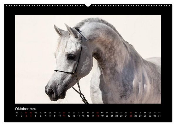 Produktbild: Vollblutaraber (hochwertiger Premium Wandkalender 2026 DIN A2 quer), Kunstdruck in Hochglanz