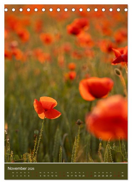Produktbild: Mohnblumen - kraftvoll und zart (Tischkalender 2026 DIN A5 hoch), CALVENDO Monatskalender