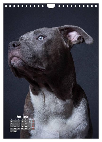 Produktbild: Treue Wegbegleiter, Hunde im Portrait. (Wandkalender 2026 DIN A4 hoch), CALVENDO Monatskalender
