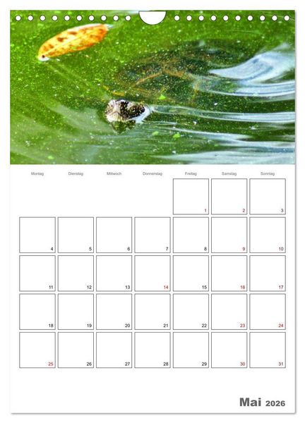 Produktbild: Langsame Schildkr&ouml;ten (Wandkalender 2026 DIN A4 hoch), CALVENDO Monatskalender