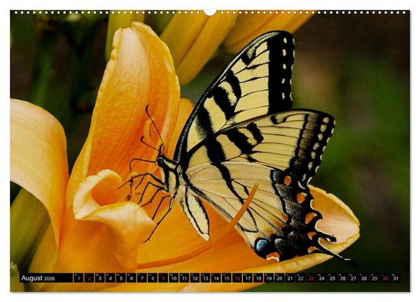Produktbild: Insekten &bull; Bizarre Naturwunder (Wandkalender 2026 DIN A2 quer), CALVENDO Monatskalender