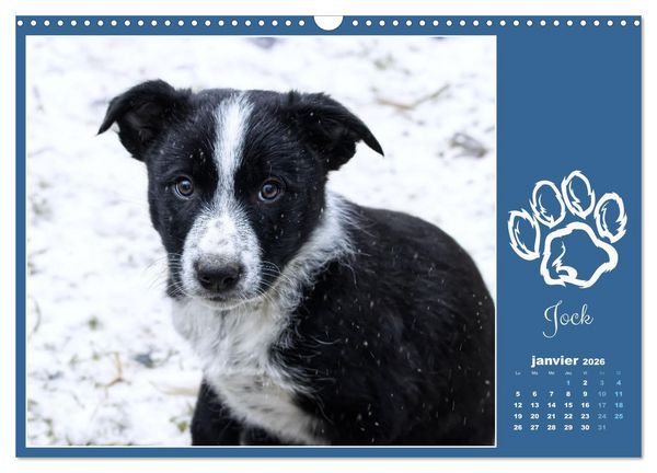 Produktbild: Border collie puppies (Calendrier mural 2026 DIN A3 vertical), CALVENDO calendrier mensuel