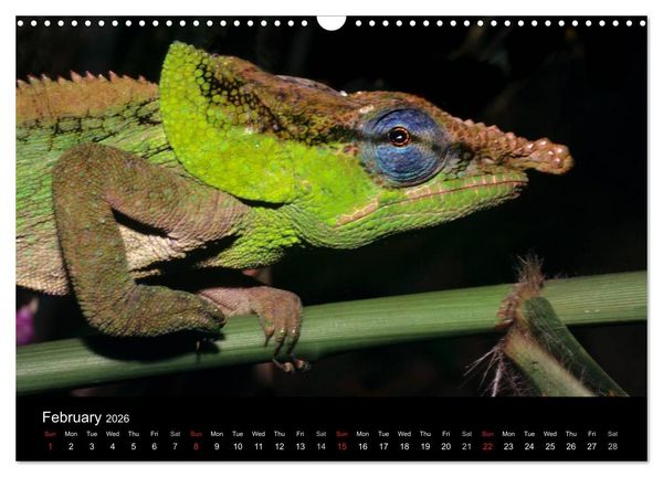 Produktbild: Chameleons Monsters of the African Bush (Wall Calendar 2026 DIN A3 landscape), CALVENDO 12 Month Wall Calendar