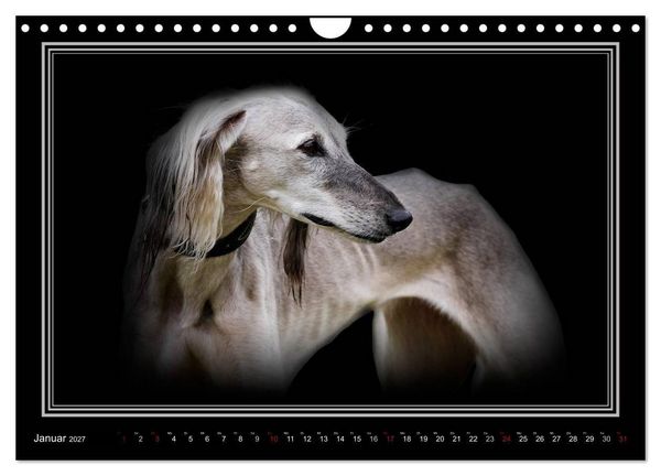Produktbild: Saluki 2027 (Wandkalender 2027 DIN A4 quer), CALVENDO Monatskalender