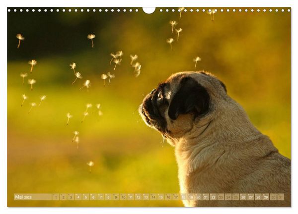 Produktbild: Lustige M&ouml;pse aus der Hundeknipserei (Wandkalender 2026 DIN A3 quer), CALVENDO Monatskalender