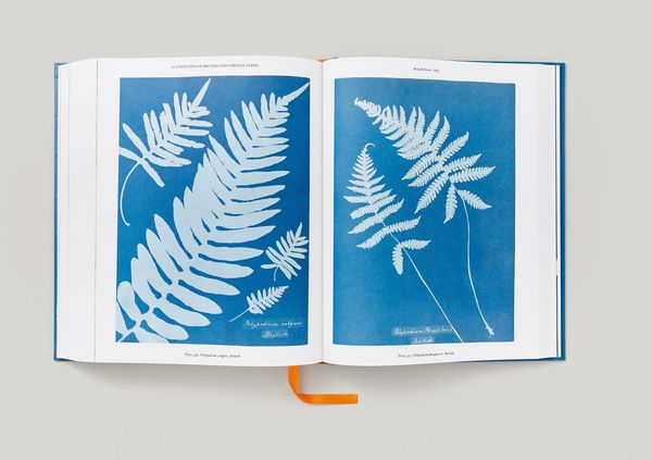 Produktbild: Anna Atkins