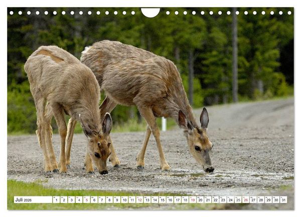 Produktbild: Tierwelt in den Canadian Rockies (Wandkalender 2026 DIN A4 quer), CALVENDO Monatskalender