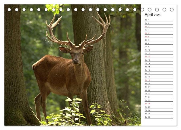 Produktbild: Hirsche (Tischkalender 2026 DIN A5 quer), CALVENDO Monatskalender