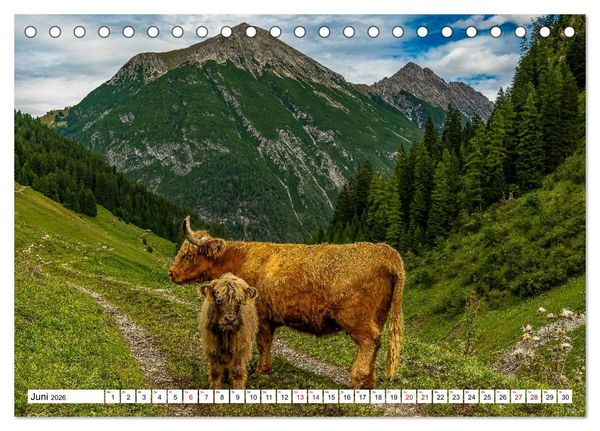 Produktbild: Kuhle Typen (Tischkalender 2026 DIN A5 quer), CALVENDO Monatskalender