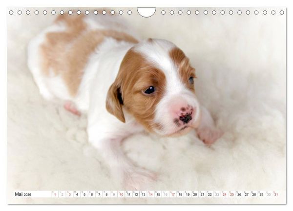 Produktbild: Irish Red and White Setter Welpen (Wandkalender 2026 DIN A4 quer), CALVENDO Monatskalender