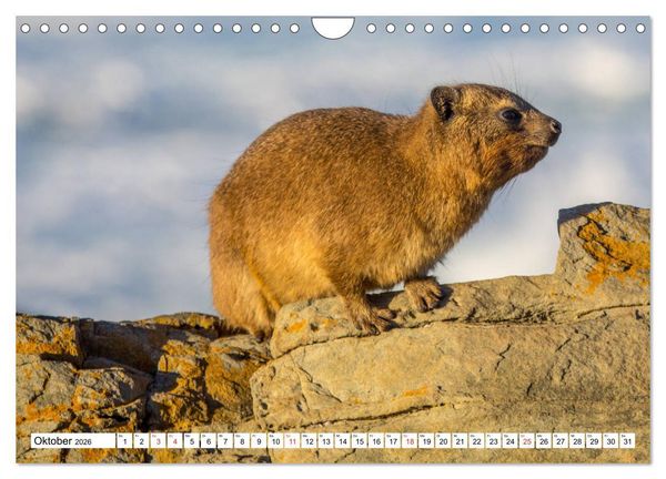 Produktbild: Wunderwelt der Tiere - S&uuml;dafrika (Wandkalender 2026 DIN A4 quer), CALVENDO Monatskalender