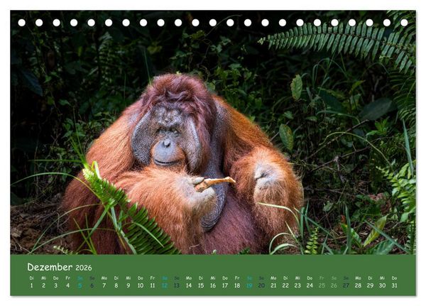 Produktbild: Orang Utans - Indonesien (Tischkalender 2026 DIN A5 quer), CALVENDO Monatskalender