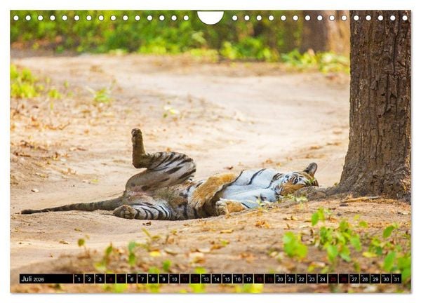 Produktbild: Indien - Im Reich des Tigers (Wandkalender 2026 DIN A4 quer), CALVENDO Monatskalender