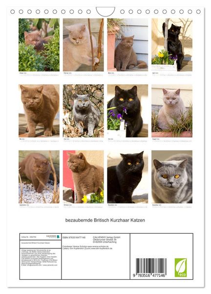 Produktbild: bezaubernde Britisch Kurzhaar Katzen (Wandkalender 2026 DIN A4 hoch), CALVENDO Monatskalender