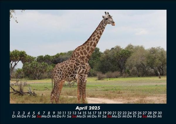 Produktbild: Giraffen 2025 Fotokalender DIN A5