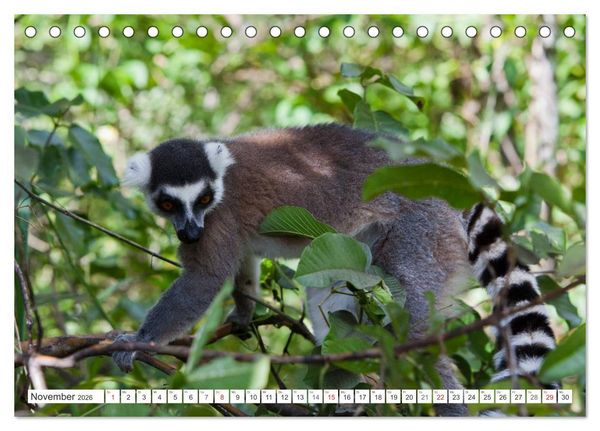 Produktbild: Madagaskar. Traumhafte Natur und Tierwelt (Tischkalender 2026 DIN A5 quer), CALVENDO Monatskalender