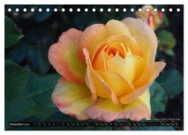 Produktbild: Edle Rosen (Tischkalender 2026 DIN A5 quer), CALVENDO Monatskalender