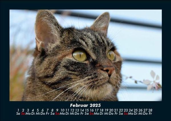 Produktbild: Haustierkalender 2025 Fotokalender DIN A5
