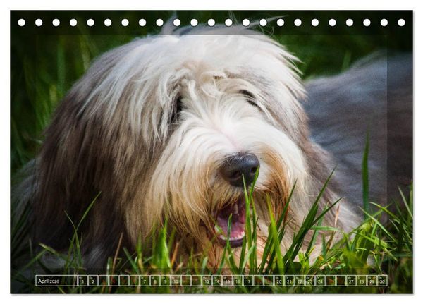 Produktbild: Bearded Collie, mein Freund (Tischkalender 2026 DIN A5 quer), CALVENDO Monatskalender