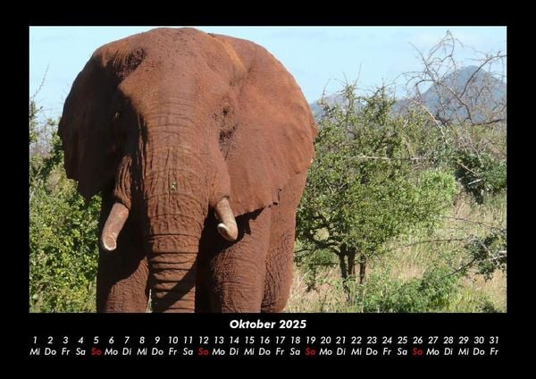 Produktbild: Elefanten - Die sanften Riesen Afrikas 2025 Fotokalender DIN A3