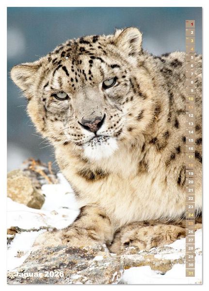 Produktbild: Raubkatzen: Die J&auml;ger auf leisen Pfoten (Tischkalender 2026 DIN A5 hoch), CALVENDO Monatskalender