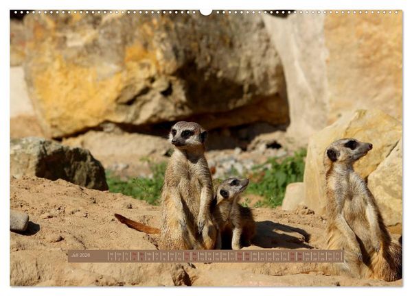 Produktbild: Erdm&auml;nnchen (hochwertiger Premium Wandkalender 2026 DIN A2 quer), Kunstdruck in Hochglanz