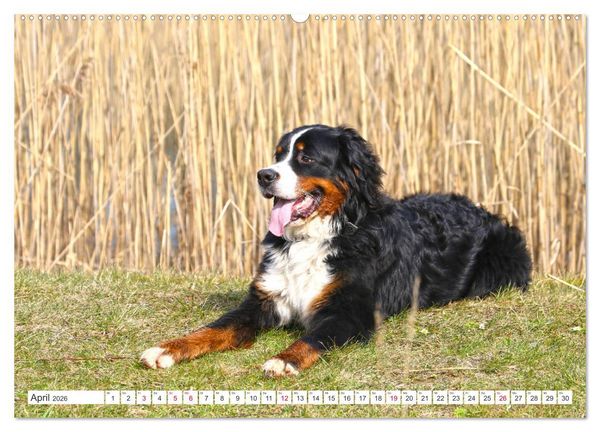 Produktbild: Berner Sennenhunde machen gl&uuml;cklich (Wandkalender 2026 DIN A2 quer), CALVENDO Monatskalender