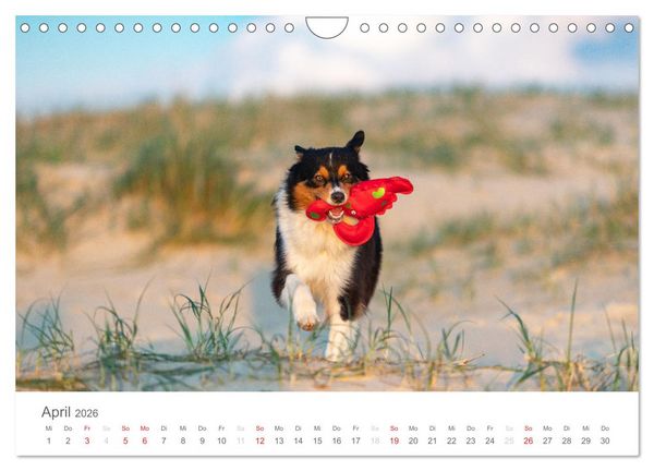 Produktbild: Australian Shepherd 2026 (Wandkalender 2026 DIN A4 quer), CALVENDO Monatskalender