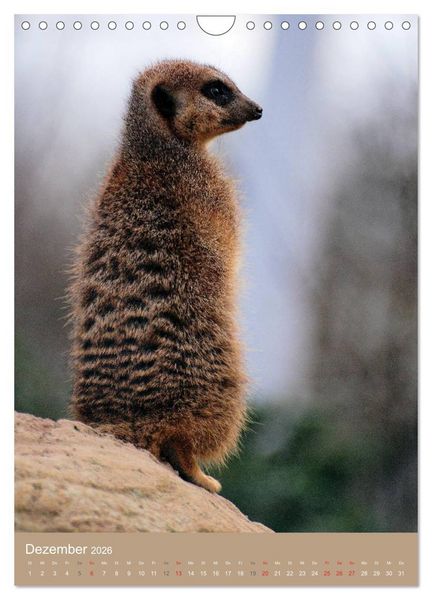Produktbild: Erdm&auml;nnchen - Afrikas liebenswerte Zwerge (Wandkalender 2026 DIN A4 hoch), CALVENDO Monatskalender