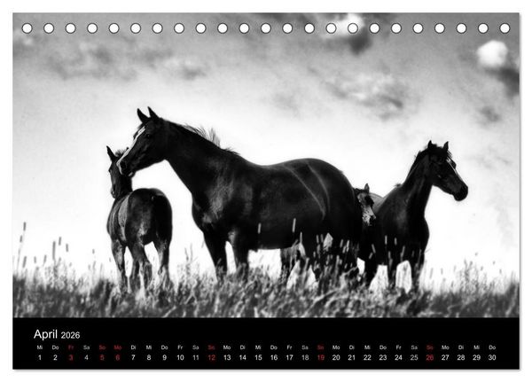 Produktbild: Pferde 2026 Wild Thing (Tischkalender 2026 DIN A5 quer), CALVENDO Monatskalender