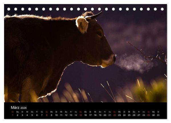 Produktbild: K&uuml;he 2026 (Tischkalender 2026 DIN A5 quer), CALVENDO Monatskalender
