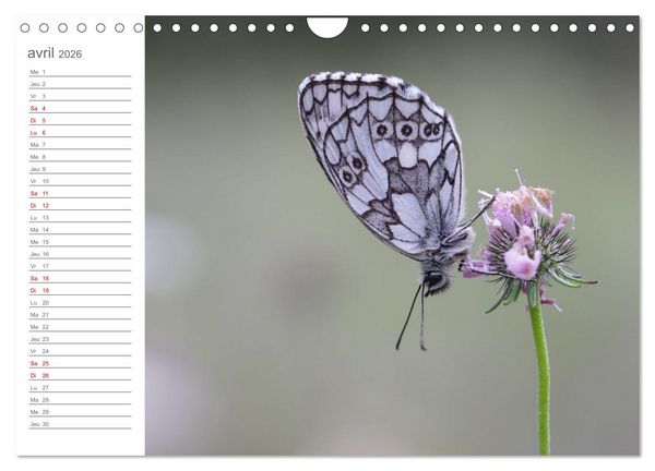Produktbild: Dans le jardin des papillons (Calendrier mural 2026 DIN A4 vertical), CALVENDO calendrier mensuel