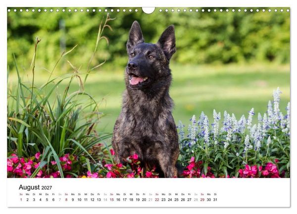 Produktbild: ausdrucksvolle Holl&auml;ndische Sch&auml;ferhunde (Wandkalender 2027 DIN A3 quer), CALVENDO Monatskalender