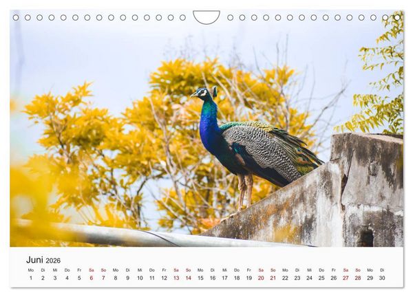 Produktbild: V&ouml;gel - Die K&ouml;nige der L&uuml;fte (Wandkalender 2026 DIN A4 quer), CALVENDO Monatskalender