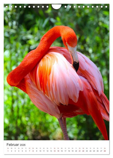 Produktbild: Flamingos in rosa Federpracht. (Wandkalender 2026 DIN A4 hoch), CALVENDO Monatskalender