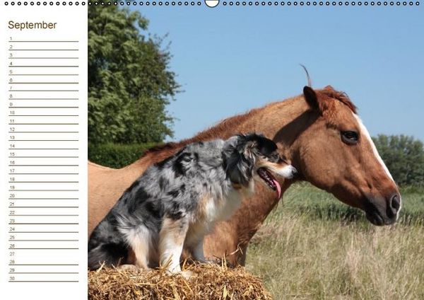 Produktbild: Pferde / Geburtstagskalender / AT-Version (Wandkalender immerw&auml;hrend DIN A2 quer)