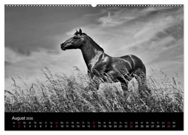 Produktbild: Pferde 2026 Wild Thing (Wandkalender 2026 DIN A2 quer), CALVENDO Monatskalender