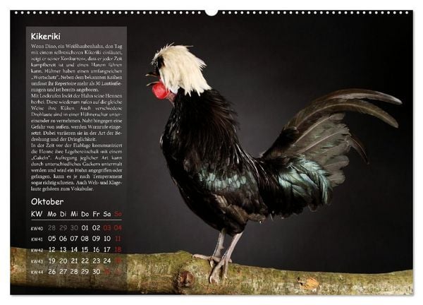Produktbild: Von der Einzigartigkeit der H&uuml;hner 2026 (hochwertiger Premium Wandkalender 2026 DIN A2 quer), Kunstdruck in Hochglanz