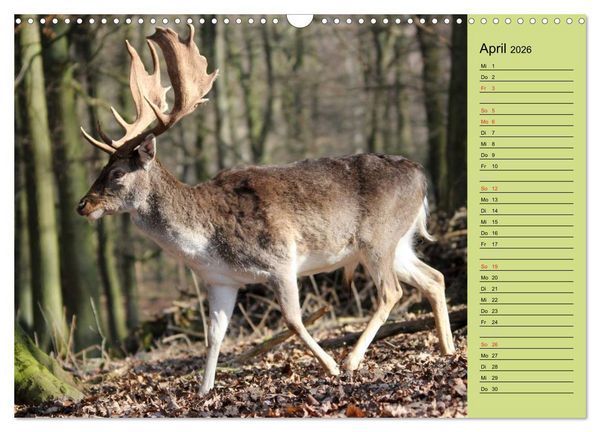 Produktbild: Hirsche - K&ouml;nige des Waldes/Geburtstagskalender (Wandkalender 2026 DIN A3 quer), CALVENDO Monatskalender