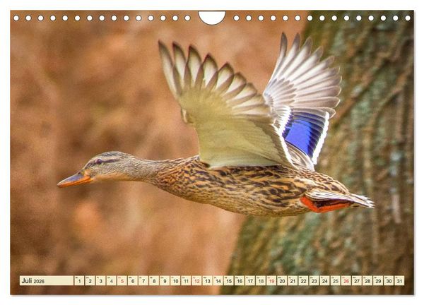 Produktbild: Enten. Beliebt, h&uuml;bsch und imposant (Wandkalender 2026 DIN A4 quer), CALVENDO Monatskalender